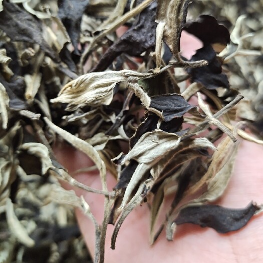 昆明新白茶  源头茶价，古树白茶批发，量大从优