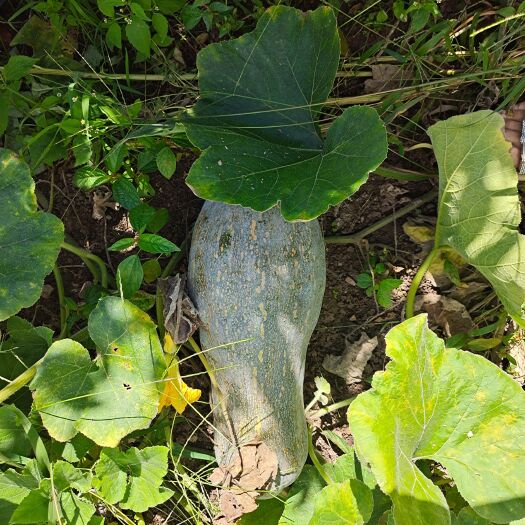 姚安县香芋南瓜 金蜜/蜜本