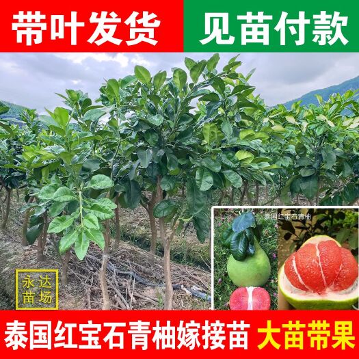 平和县泰国青柚苗  正宗泰国红宝石青柚苗，优质泰国红宝石柚苗价格