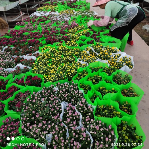 姚安县国庆菊 150杯荷兰菊  30个小品种颜色丰富  可以发单色