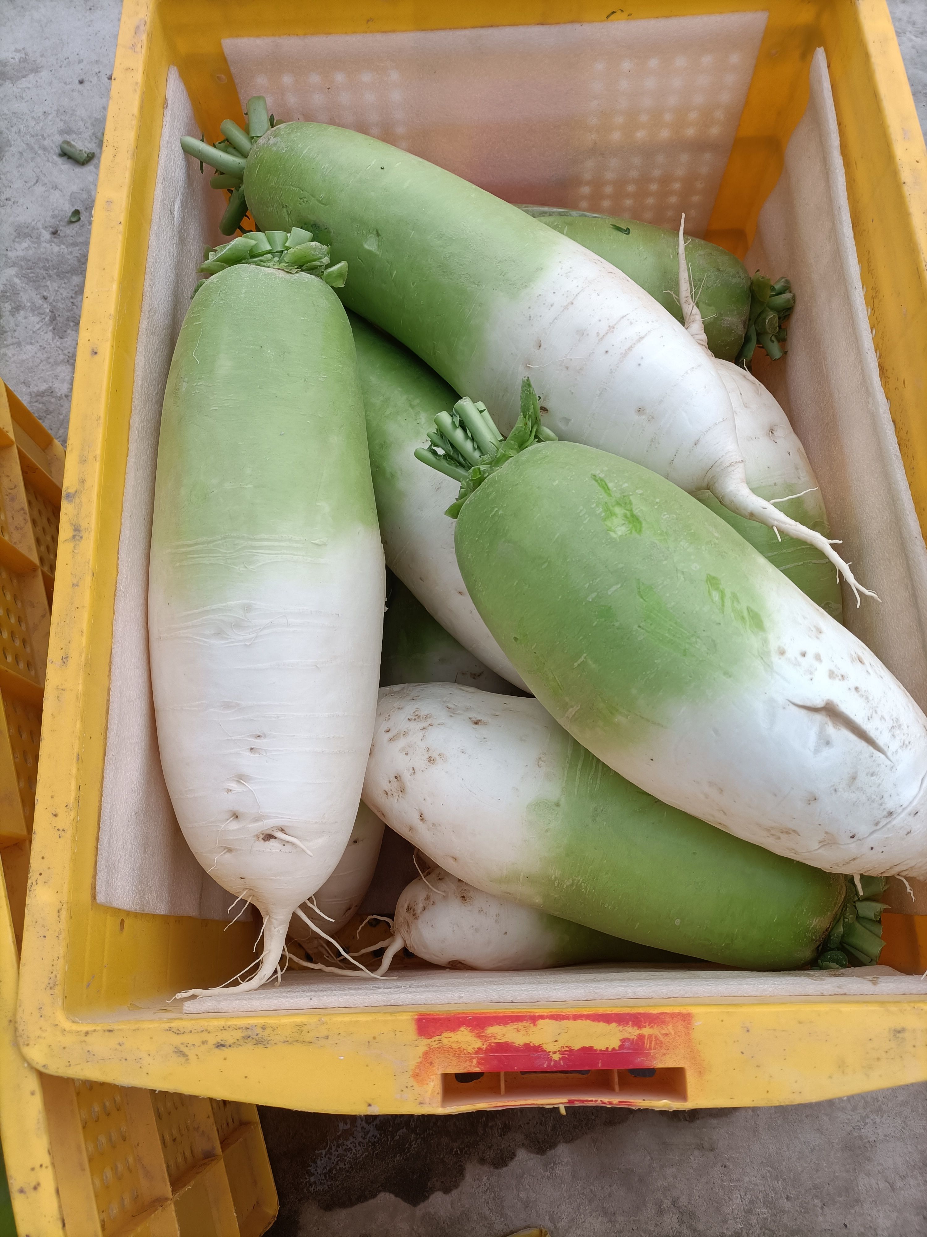 青萝卜  大甜催