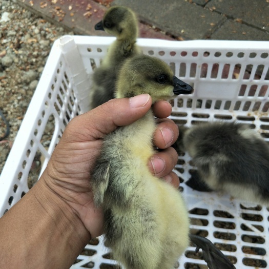 南宁阳江鹅苗  阳江鹅，鹅苗，小鹅