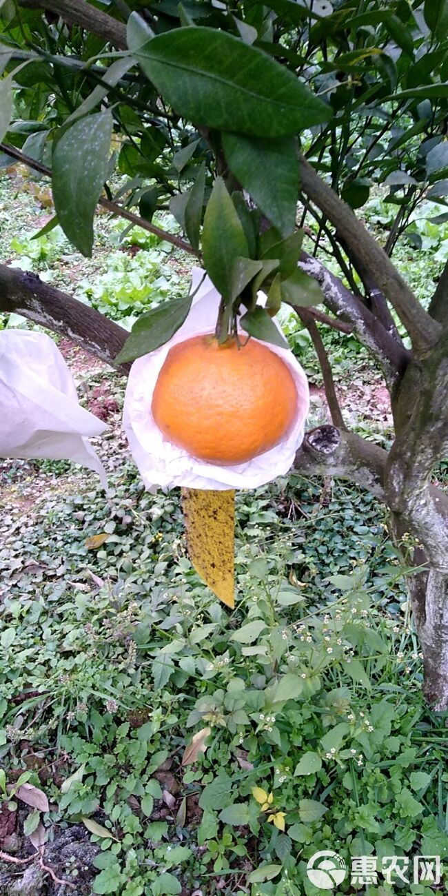 柑桔苗  爱媛52，柑橘新品种，甘平的替代品种，不裂果，不枯