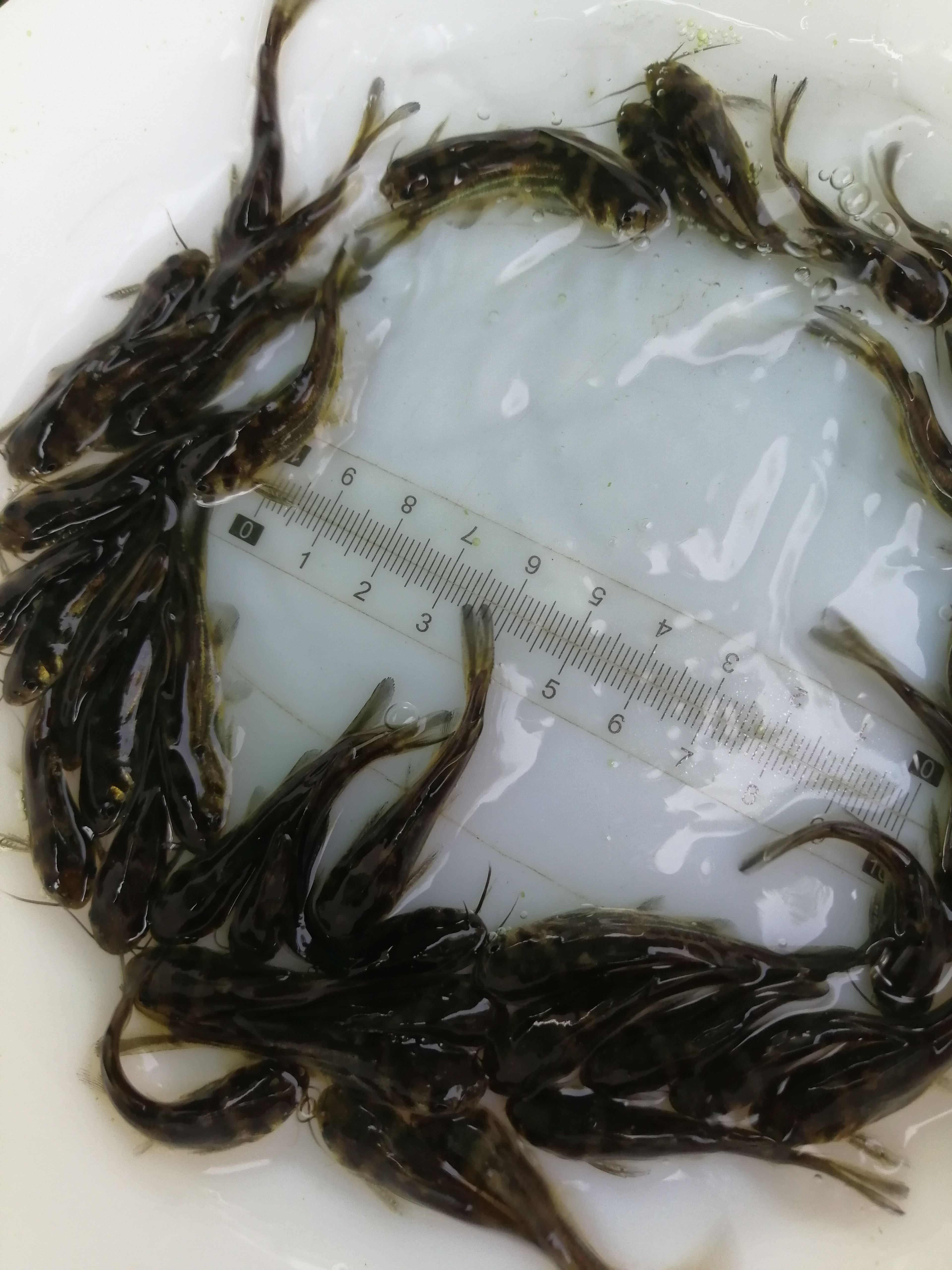 黄骨鱼苗，黄颖鱼苗，黄辣丁