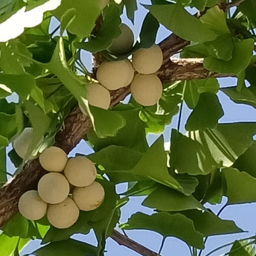 太原 银杏果(白果)