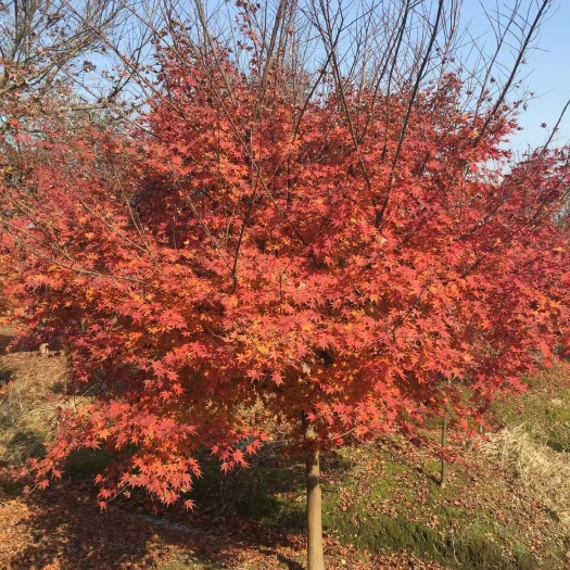 南京细叶鸡爪槭  大型鸡爪槭基地，规格齐全，数量多，定植移栽苗，价格优惠