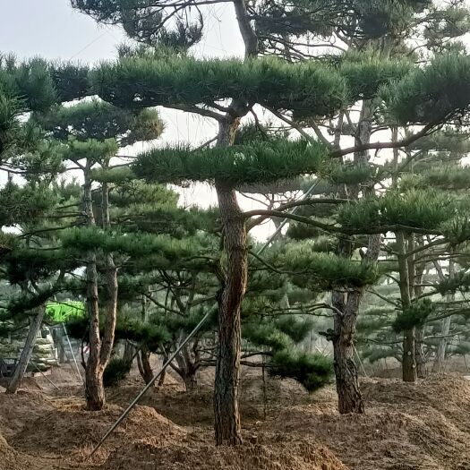 济南造型黑松 