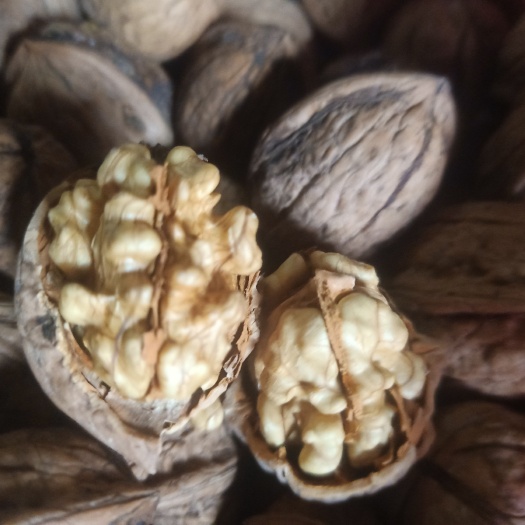 芮城县 清香核桃皮薄肉厚营养丰富