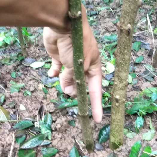 眉县大红袍花椒苗  优质大红袍花椒树苗、当年苗、两年苗，营养钵苗、无刺花椒树苗。