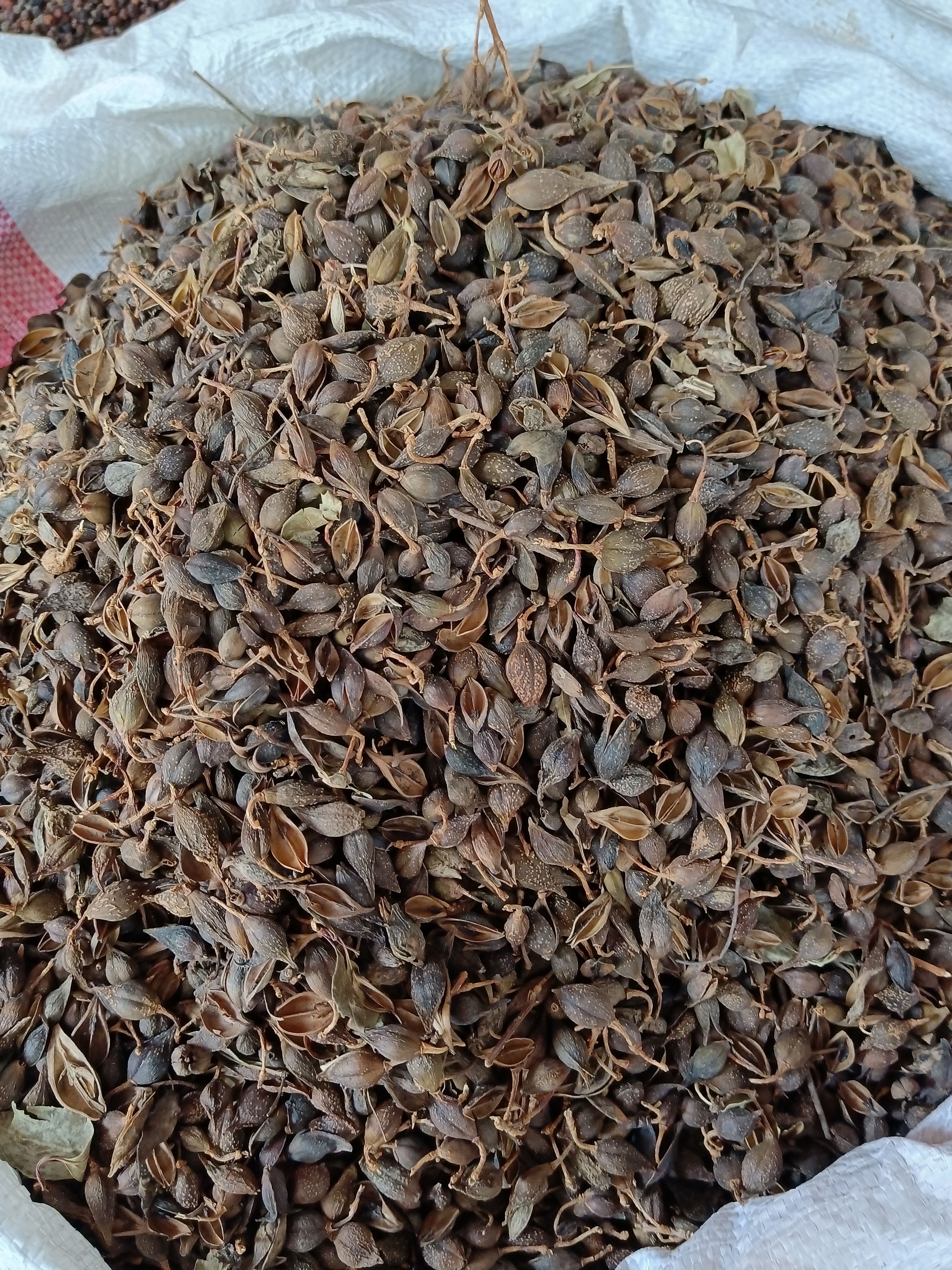 连翘别名连乔黄花杆黄寿丹量大从优