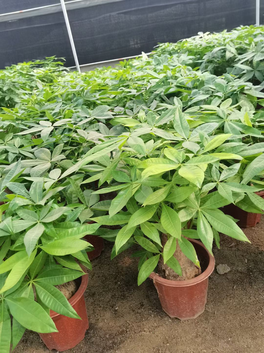  发财树大型绿植基地直销批发