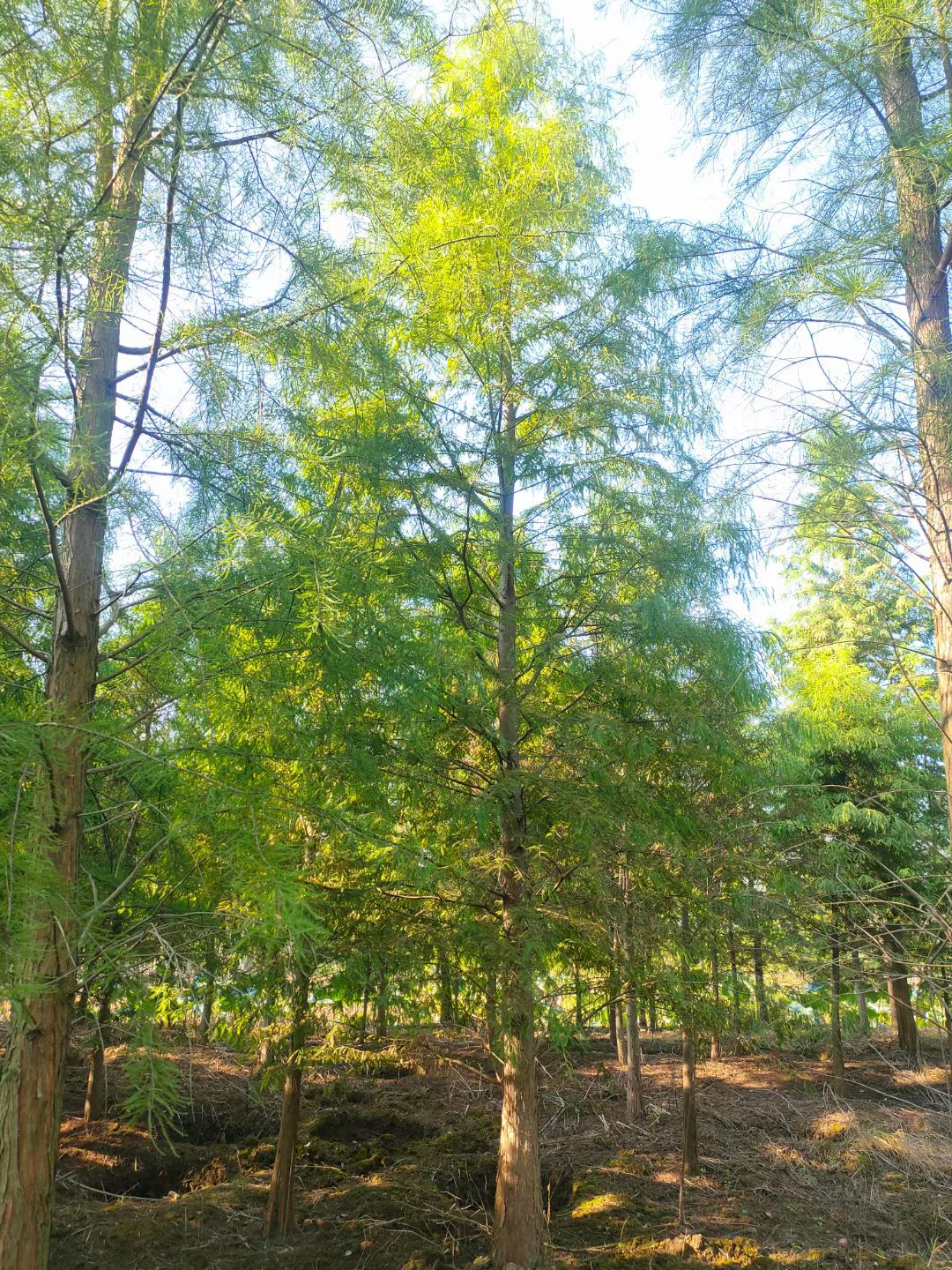 池杉  落羽杉