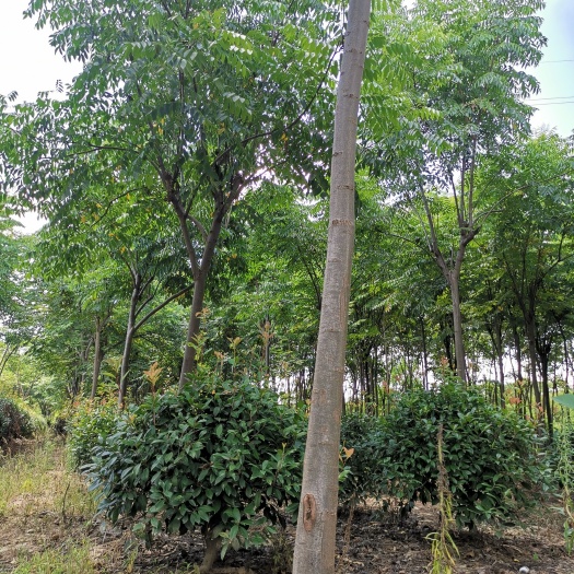 长丰县栾树