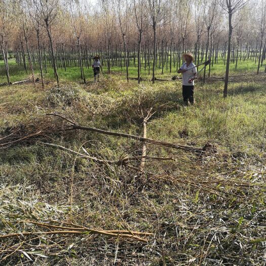 怀远县垂柳 3~4米 6~8公分 8~10公分 1~2米 带土球发货 