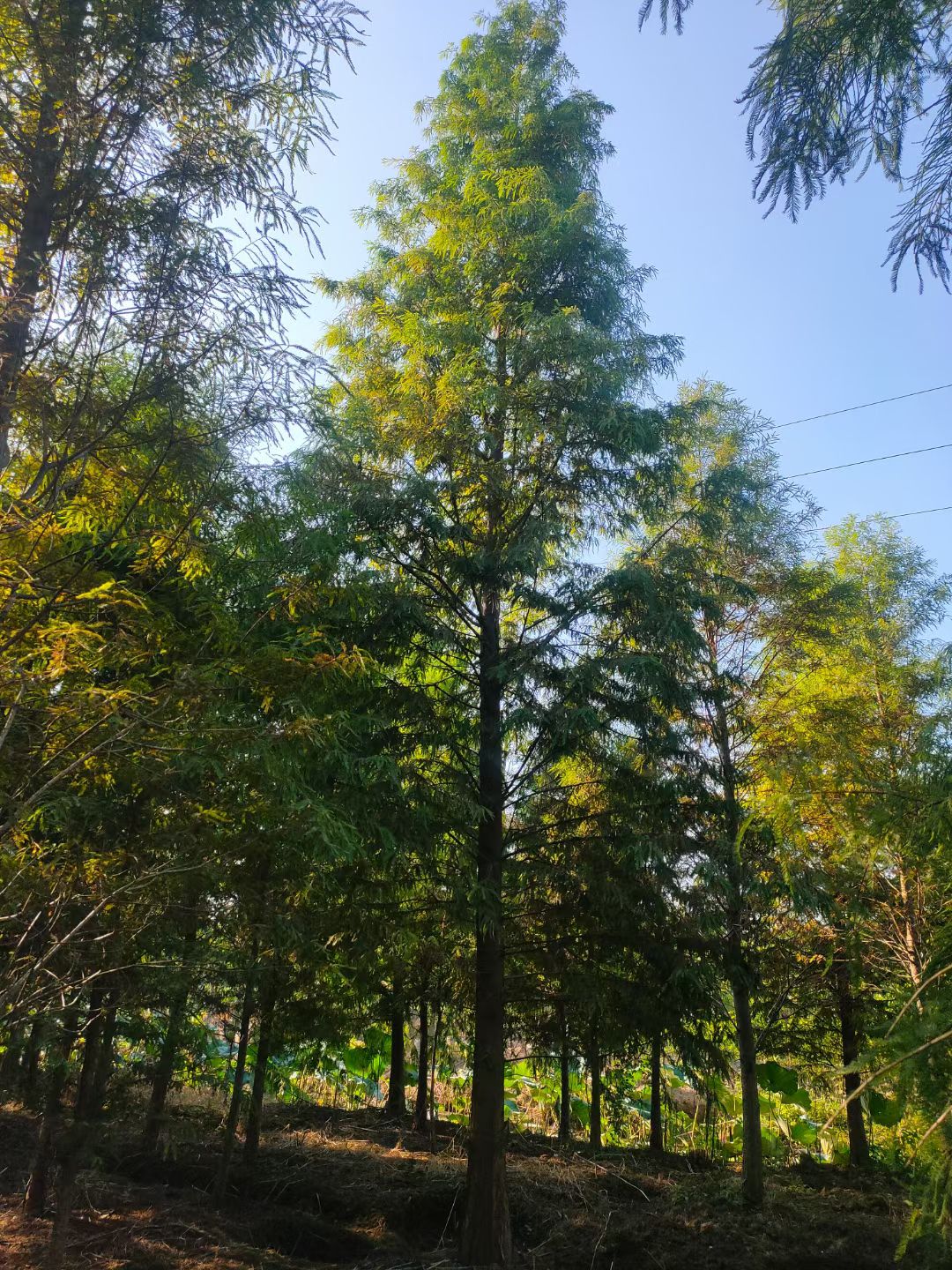 池杉  落羽杉