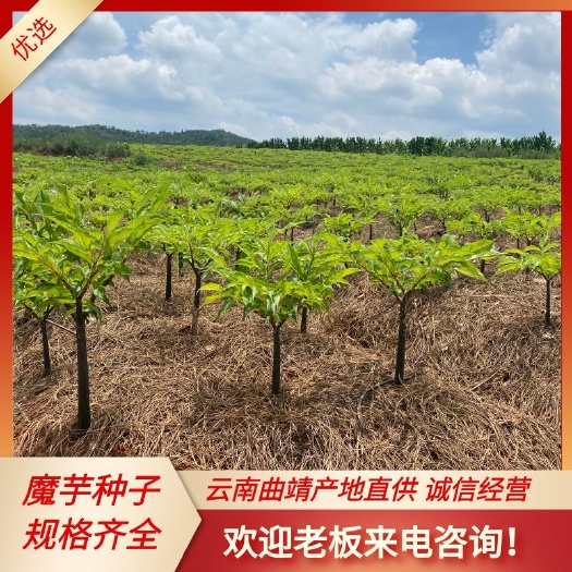 富源县白魔芋  魔芋种子 优质花魔芋二代种子脱水消毒全国发货技术指导保底回收