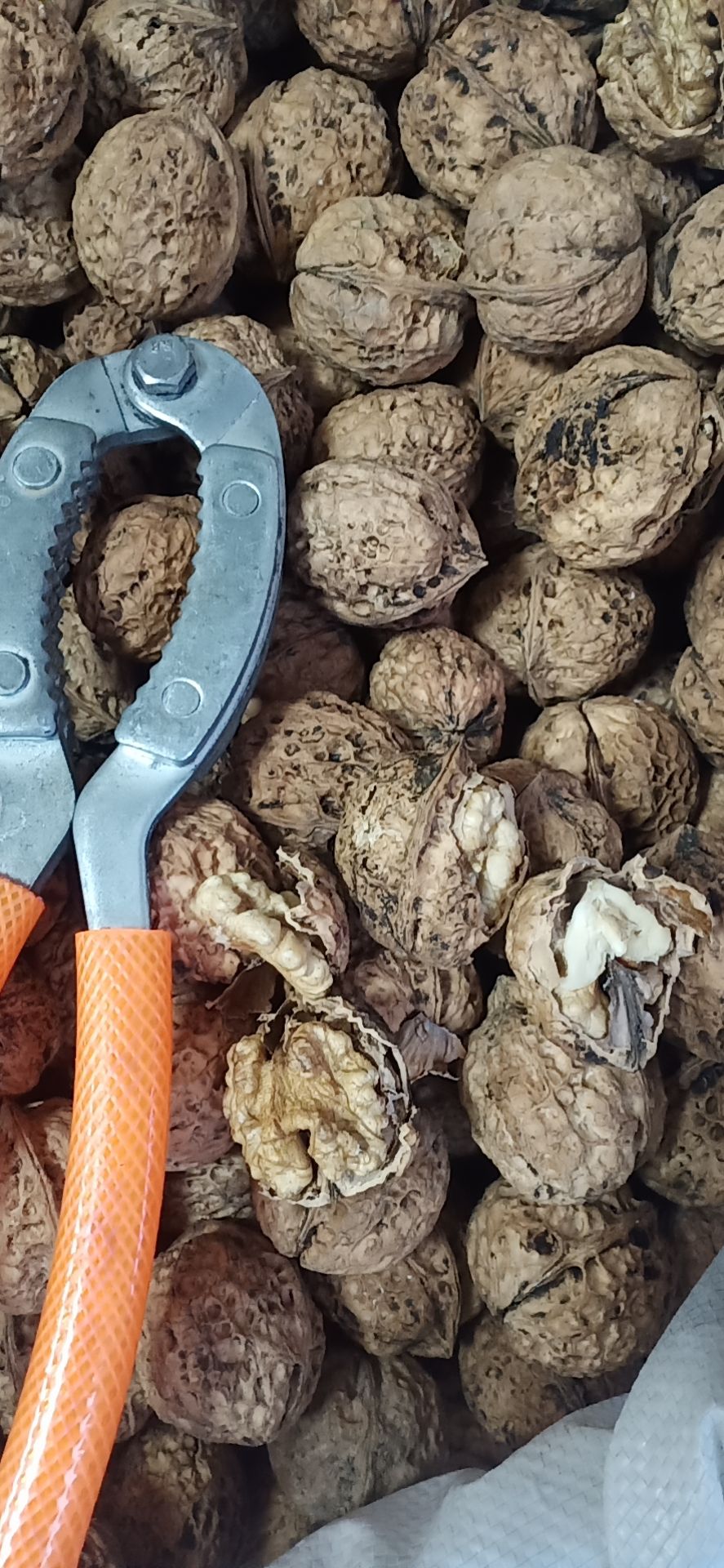 山核桃  无漂白 无荧光剂 大自然的搬运工颗粒饱满肉厚味香微