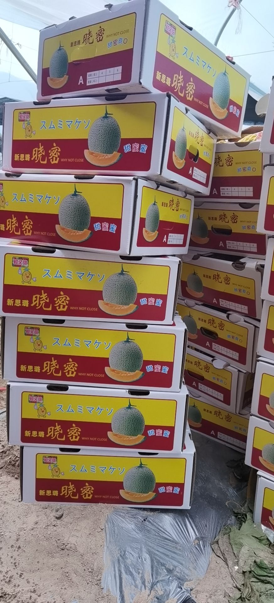 晓蜜25号  海南哈密瓜25号晓密大量上市