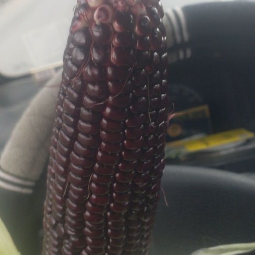 黑玫瑰 