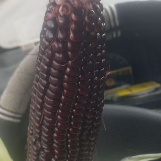 漳县黑玫瑰 