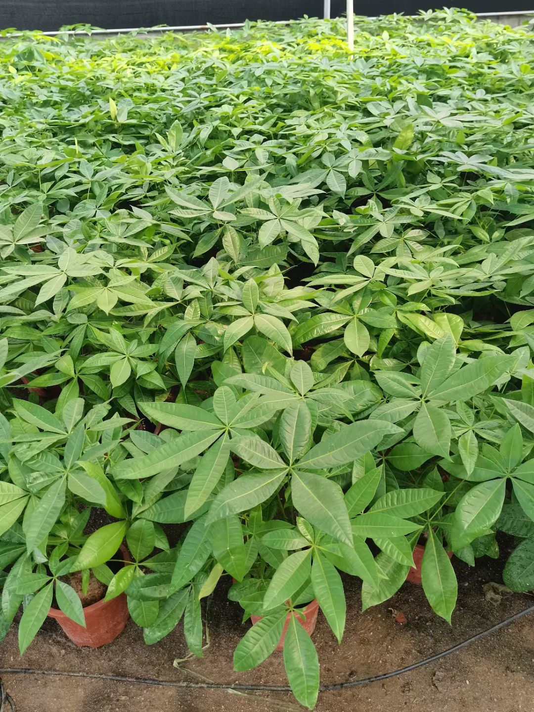  发财树大型绿植基地直销批发