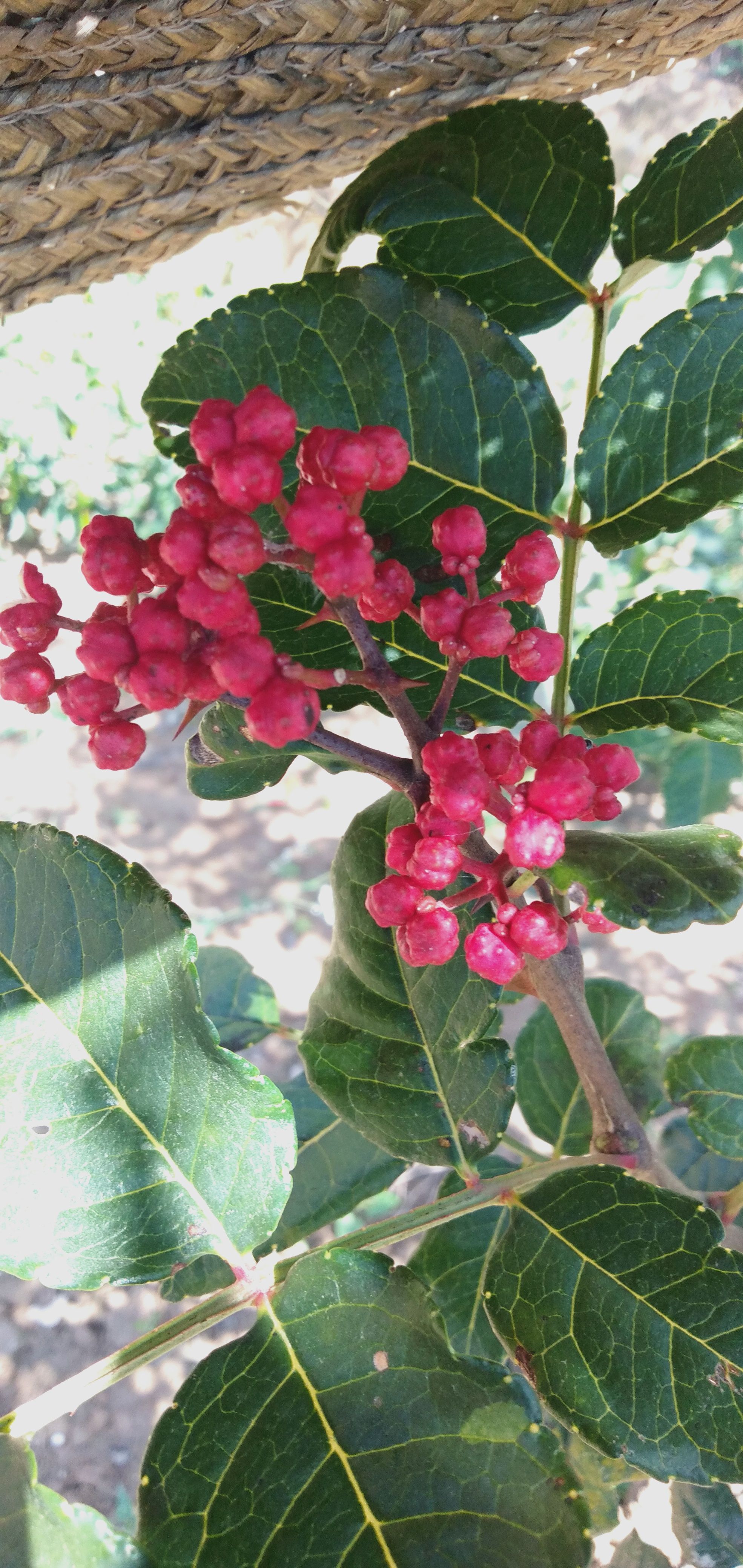 无刺花椒苗  甘肃陇南武都无刺嫁接大红袍花椒树苗