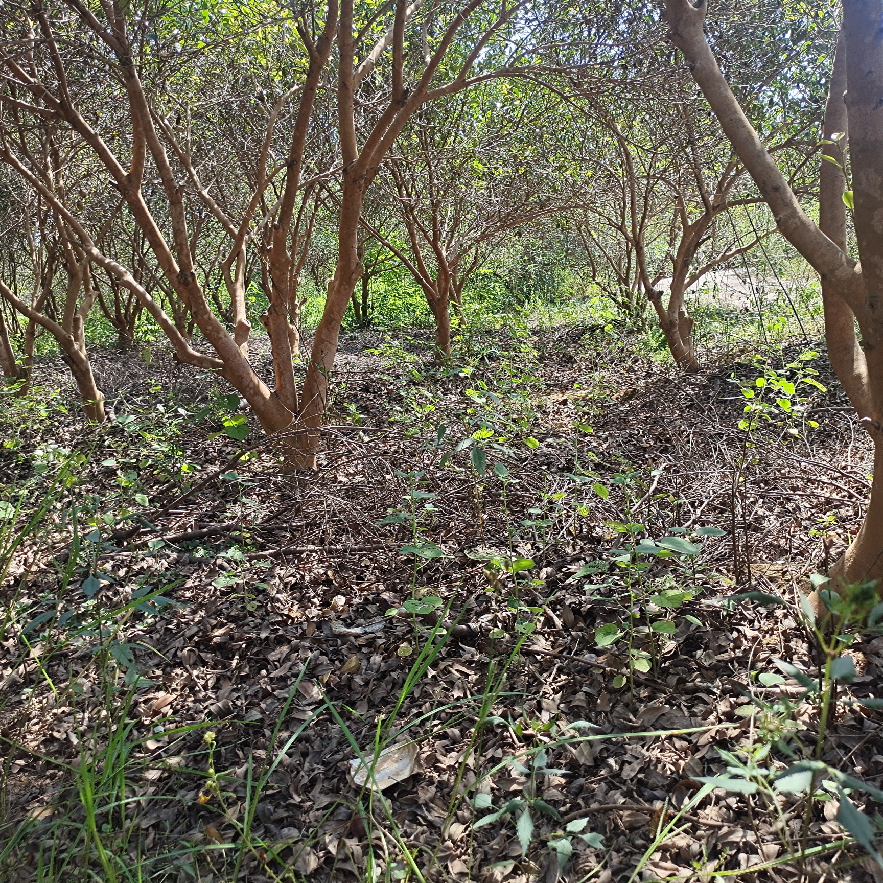 红花油茶树  油茶树10年高产期