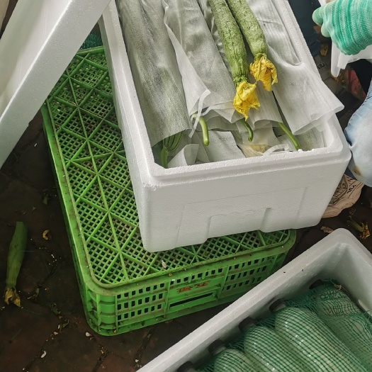 濮阳县 鲜花丝瓜基地