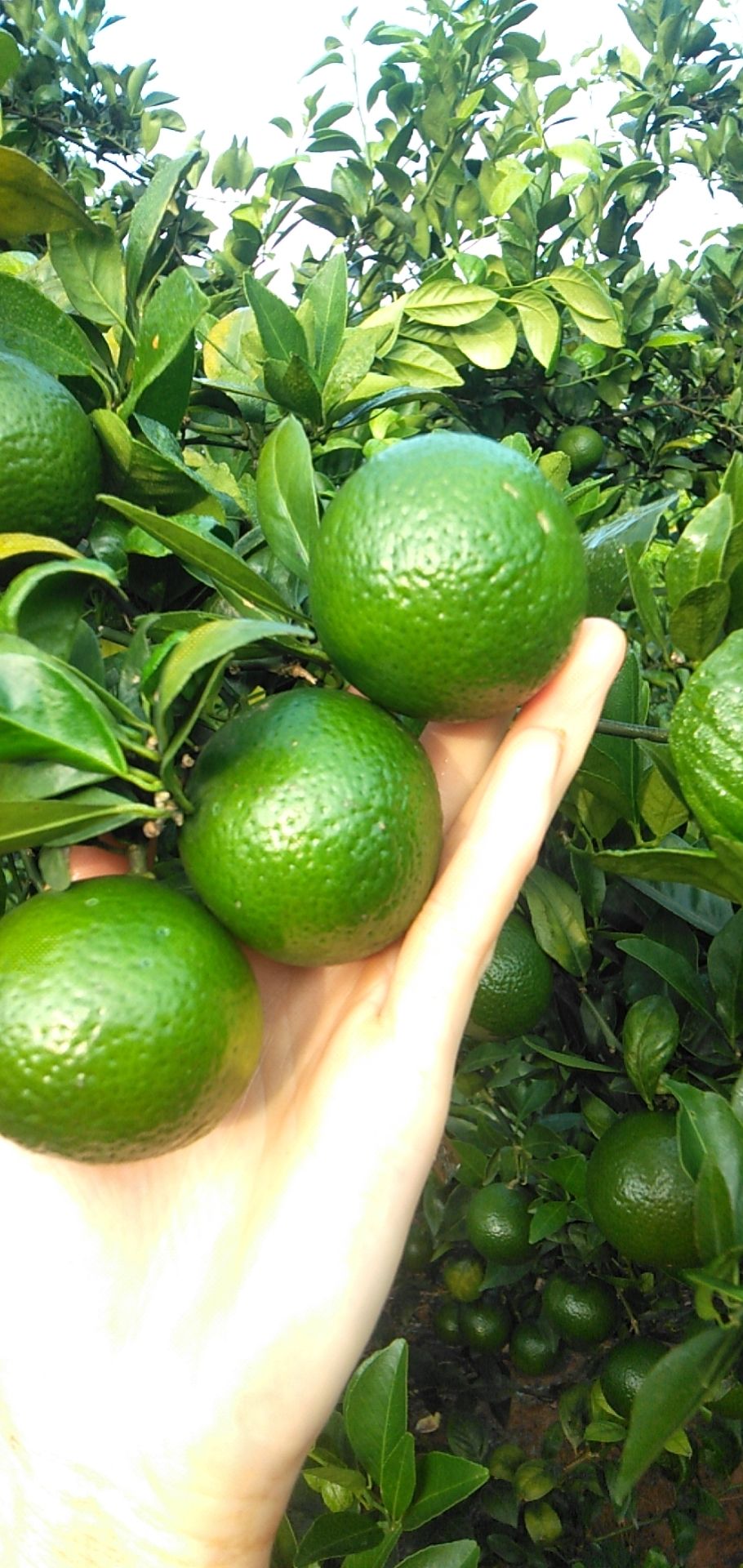 武鸣皇帝柑靓货橘子青皮皇帝柑产地直发代办大量货源批发电商货源