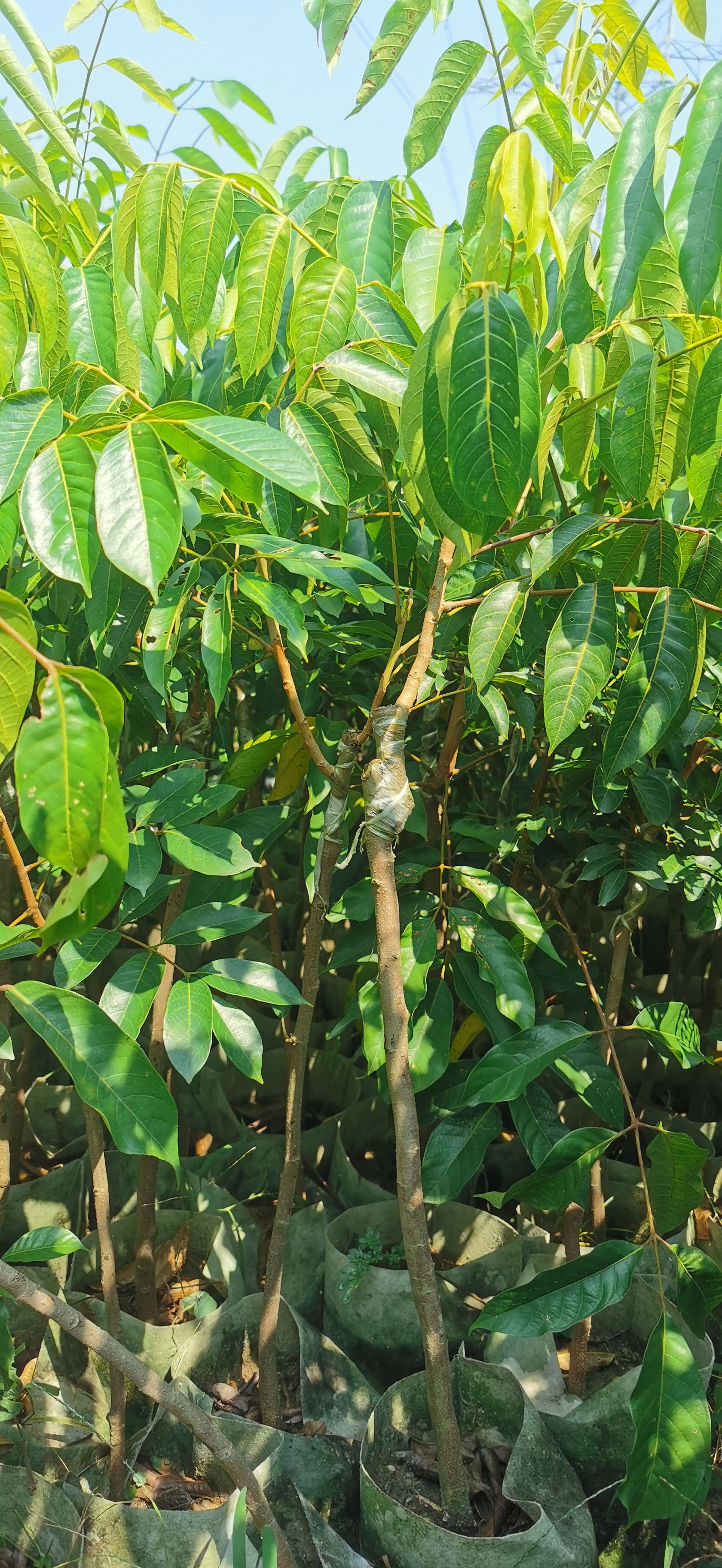 青橄榄苗  青橄榄 实生苗 嫁接苗 甜种橄榄 三捻橄榄袋苗