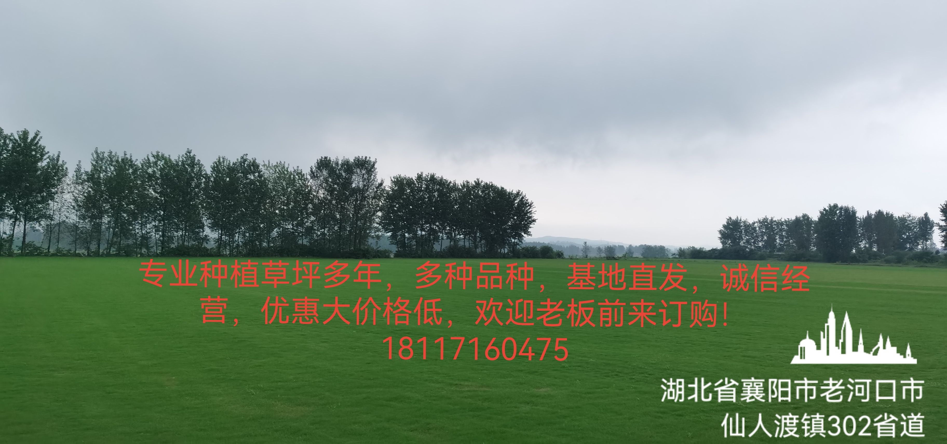  百慕大，果岭草，马尼拉，草坪基地直发