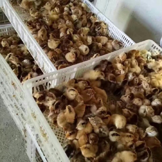 沭阳县 土鸡苗青脚麻鸡苗三黄鸡苗红瑶土鸡苗