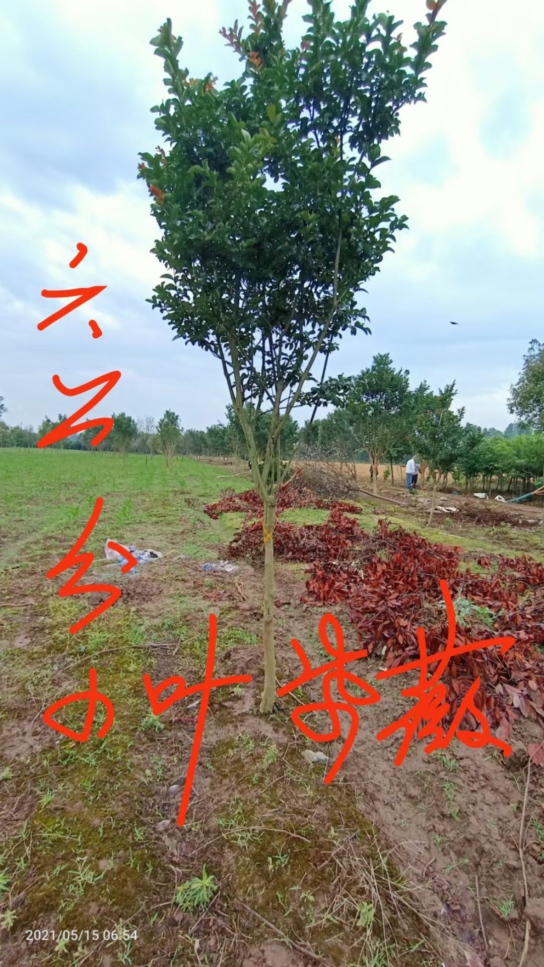 北美枫香  枫香