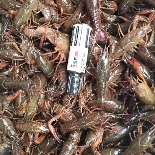 洪湖市湖北清水小龙虾，肉质鲜嫩，营养丰富，品质保证，一件代发