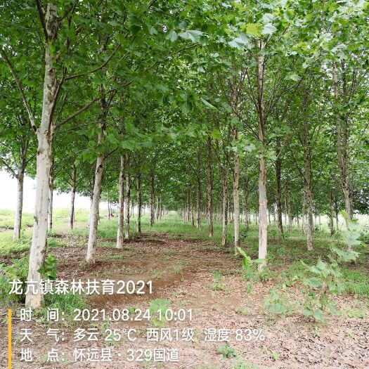 怀远县法国梧桐 原生冠法桐，15-20公分