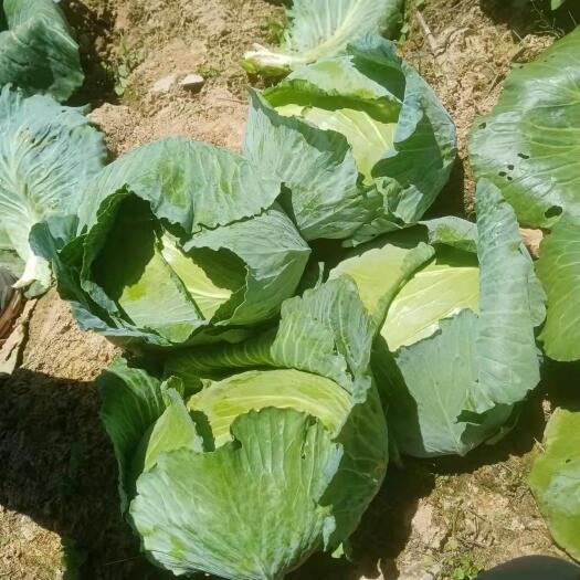 恩施市湖北高山绿色蔬菜純天然包菜口感好奥奇娜甘蓝 莲白品种大量有货