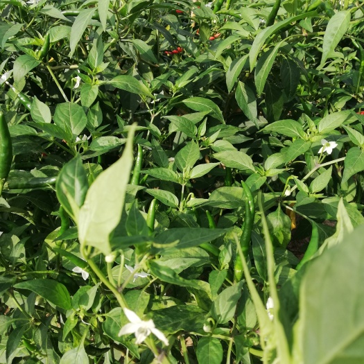 射阳县 辣椒 朝天椒