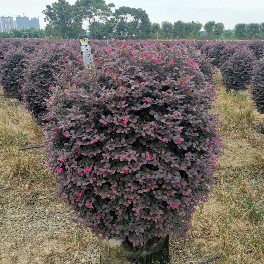 双面红  红继木