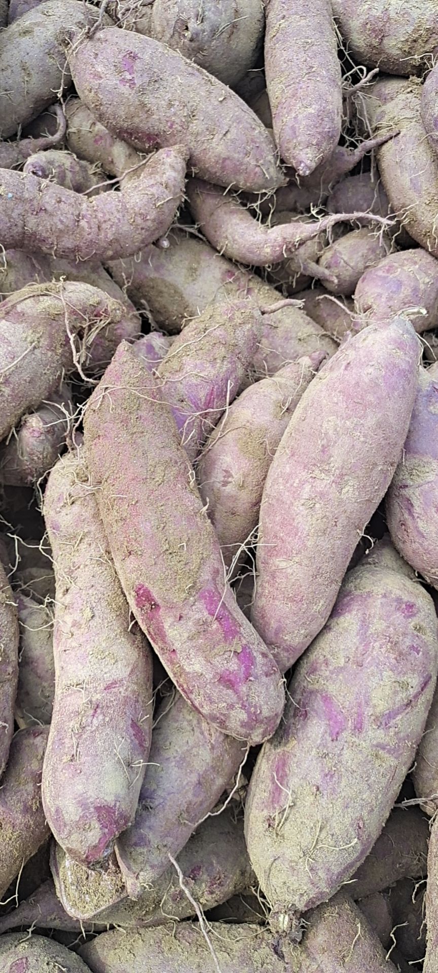 山东紫罗兰紫薯供应
代收代发三两以上