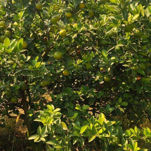 新余新余蜜桔，蜜桔小果。