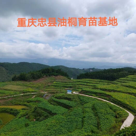 油桐树苗批发基地，买油桐树苗请选择重庆俊尧专业油桐培育公司