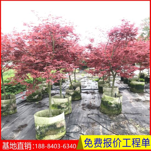 成都红枫  袋苗日本红枫