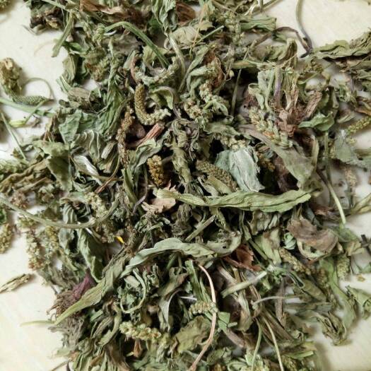 普安县车前草