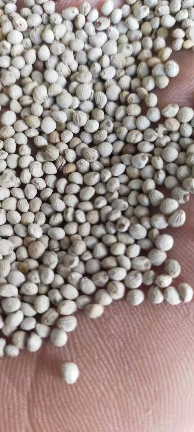 大粒白苏子