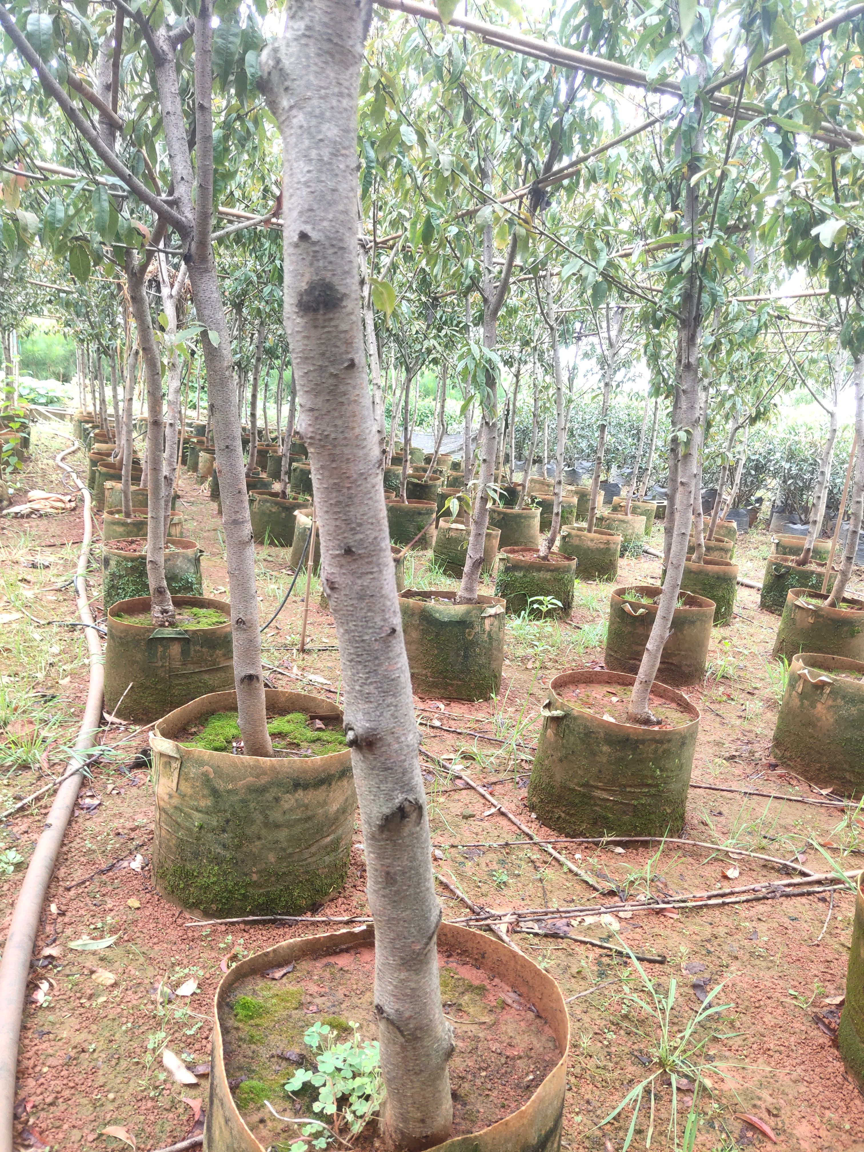  红叶碧桃，地径4－6分