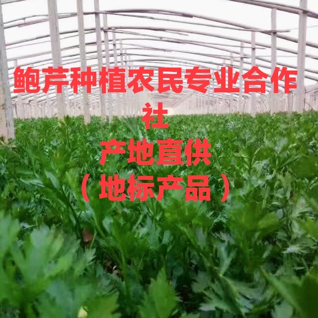 章丘鲍芹，酒店超市专用，质量好价格低