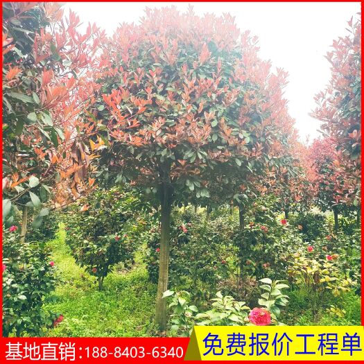成都高杆红叶石楠  红叶石楠树  红叶石楠4－15公分