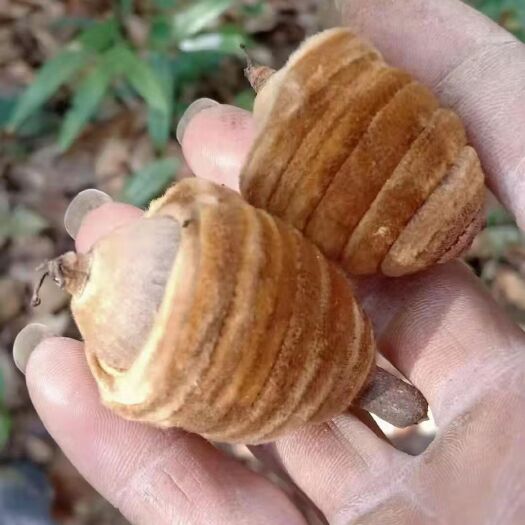 广州猪仔笠一毛毛果、虎鞭果、卵头果