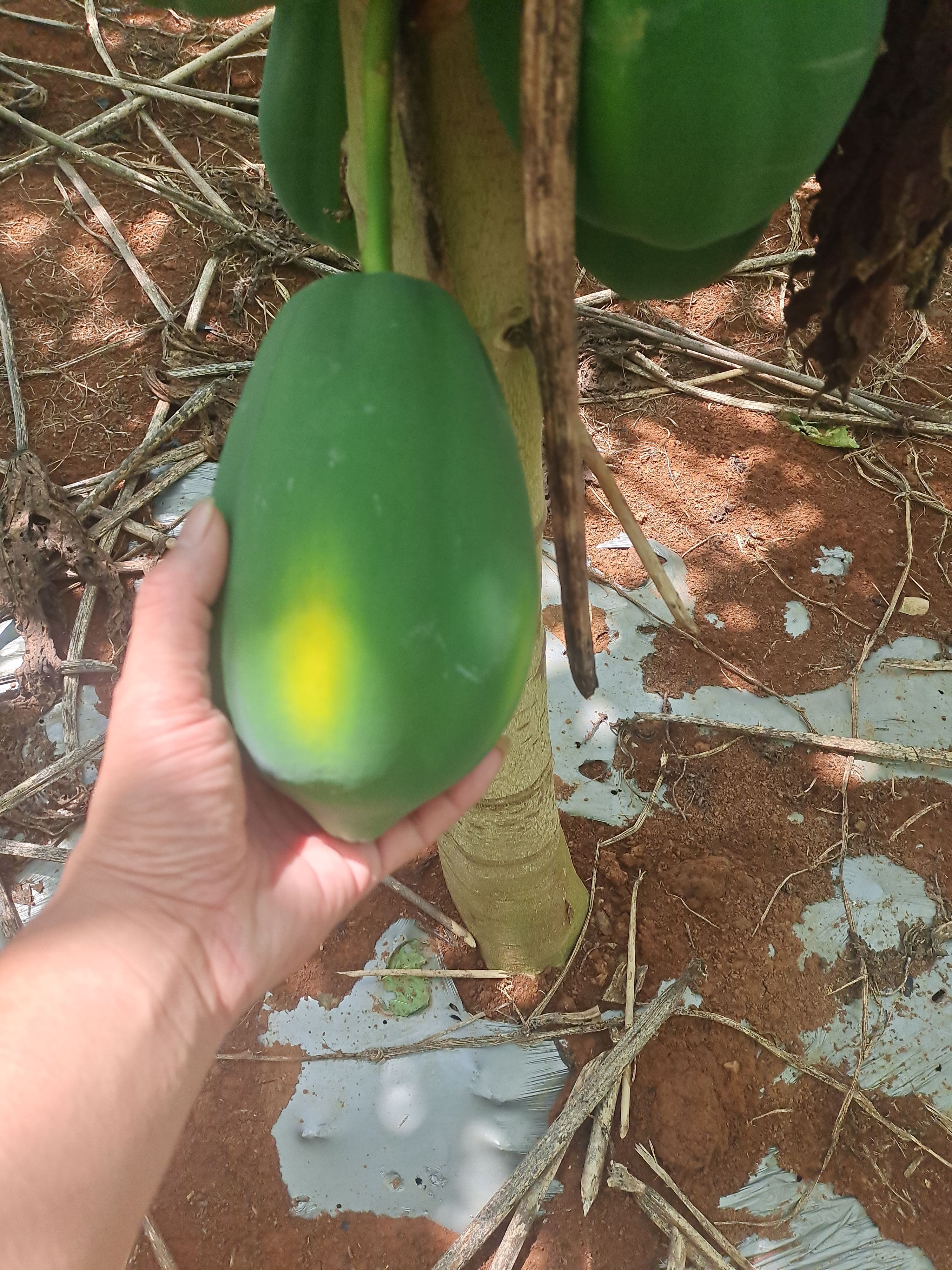 大白木瓜  木瓜