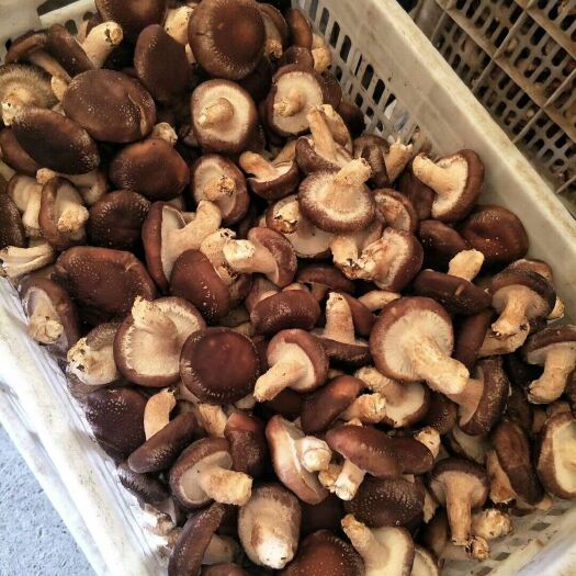 香菇808  香菇 平菇基地 河北产区 量大质优 价格合理